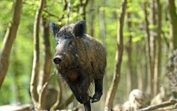 Avviso pubblico – Raccolta firme per la protezione della fauna selvatica e per il prelievo venatorio